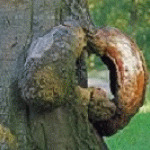 Profielafbeelding